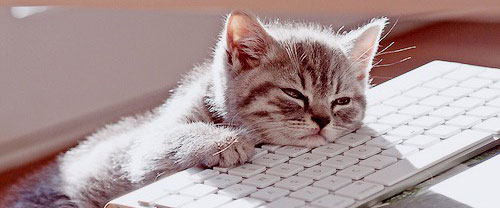 catnap
